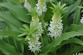 Image result for Eucomis