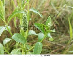Image result for Sphenoclea zeylanica