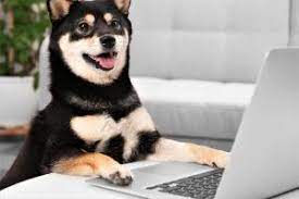Shiba inu (shib) burst into coinmarketcap's top 20 rankings just two days ago, likely a response by traders to the hype surrounding dogecoin (doge). 4canndgtc3wv3m