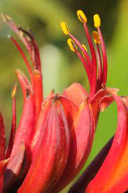 File Red Flowers Of New Zealand Flax Phormium Tenax Jpg Wikimedia Commons