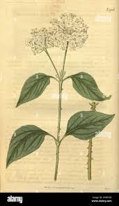 Image result for Lantana nivea