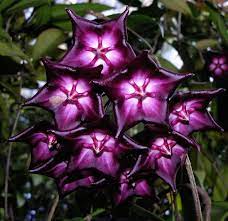 Hoya Macgillivrayii Orchids Online Unusual Flowers Strange Flowers Unusual Plants