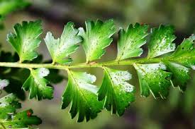 Image result for Phyllocladus trichomanoides
