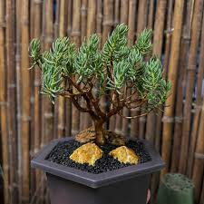 Image result for Crassula sarcocaulis