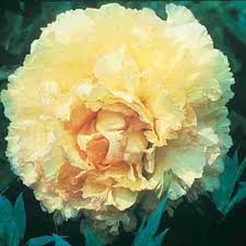Their blooming depends heavily on how they are cared for. Yellow Tree Peony Direct Gardening