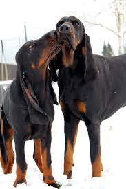 Black And Tan Coonhound Vs Bloodhound Pin On Black Tan Coonhounds