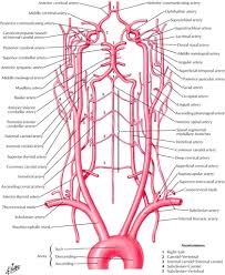 The principal arteries of supply to the head and neck are the two common carotids; Arteries Supplement Of The Neck And Head Anatomy In Detail