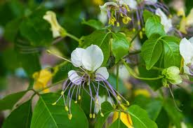 Image result for Crateva