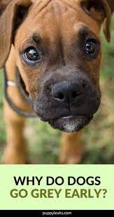 Why Do Dogs Go Grey Early Puppy Leaks