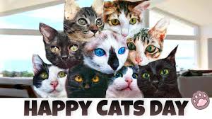 Messages, quotes, and greetings of black cat day black cat day messages. 9fejqcof Xwh9m