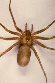 Black And White Spider Texas Poisonous U S Poisonous Spiders Black Widow Brown Recluse Hobo Brown Recluse Spider Recluse Spider Brown Recluse