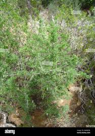 Image result for Asparagus suaveolens