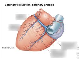 Maybe you would like to learn more about one of these? Coronary Circulation Coronary Arteries Posterior View Diagram Quizlet