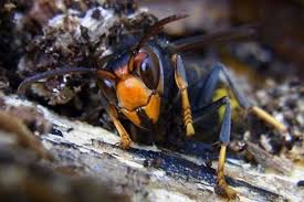 De aziatische hoornaar word gezien als een grote bedreiging voor de honingbij die op het menu staat van deze hoornaar. Moeten We Bang Zijn Voor De Aziatische Hoornaar Bestuivers