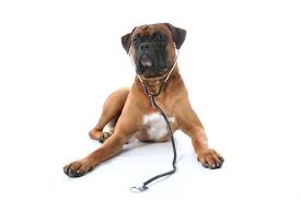 Maybe you would like to learn more about one of these? In Home Pet Euthanasia All About Restful Pets