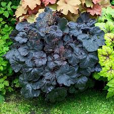 These small evergreen trees are good for rock gardens, foundation planting, or as a small evergreen shrub. Foundation Plantings White Flower Farm
