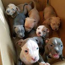 Box Full Of Pitties Puppies Cute Animals Pitbull Puppies