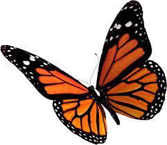 Resultats Google Recherche D Images Correspondant A Http Www Vlaanderengroen Be Images Butterfly Png Tatouage Papillon 3d Tatouage Papillon Dessin Papillon