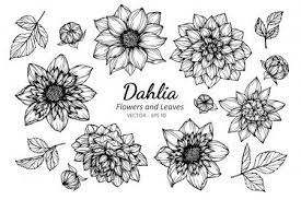 Collection Set Of Dahlia Flower And Leaves Drawing Illustration Stock Affiliate Dahlia Flower Co Dahlia Flower Tattoos Dahlia Tattoo Flower Drawing