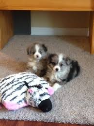 On december 21st, ava had a litter of puppies. Circle K Farms Teacup Tiny Toys Toys And Miniature Australian Shepherds