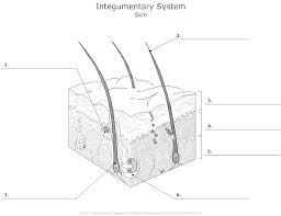 Free Coloring Pages Of Integumentary System Integumentary System Human Body Systems Coloring Pages