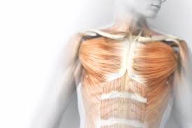 The lymphatic system includes lymph nodes, lymph ducts and lymph vessels, and also plays a role in the body's defenses. Meet Interstitium New Organ Discovered By Scientists Could Be The Largest In Human Body The Financial Express