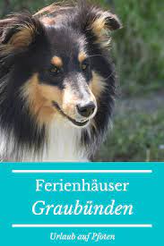 ferienhauser graubunden mit hund in 2020 urlaub mit hund hunde urlaub