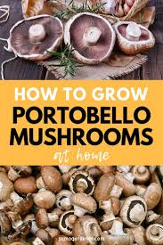 How to grow portobello mushrooms outdoors. How To Grow Portobello Mushrooms At Home In 2020 Stuffed Mushrooms Growing Mushrooms At Home Growing Mushrooms