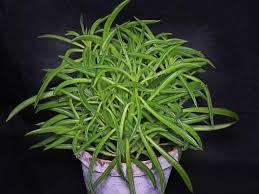 Peperomia Ferreyrae Peperomia Peperomia Plant Planting Succulents