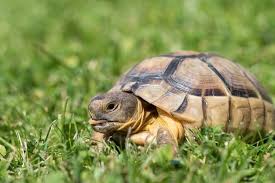 Choosing between a pet turtle and tortoise. 10 Best Pet Tortoise Breeds For Beginners Everything Reptiles