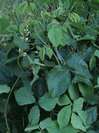 Image result for Neonotonia wightii