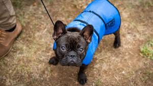 If you're worried about french bulldog health problems, we can help. French Bulldogs Close In On Labradors As Most Popular Us Dog Bbc News
