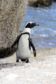 76 kostenlose fotos zum thema cape penguin. Pinguin In Simons Town Kapstadt Foto Bild Tiere Natur Bilder Auf Fotocommunity
