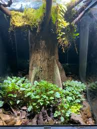 Image result for Hermannia parvula