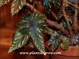 Image result for Begonia wollastonii