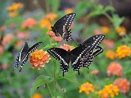 Although a cosmos blossom looks like one flower, it's actually made up of many different tiny tubular flowers surrounded by a ray of petals. How To Create A Butterfly Garden Susquehanna Life