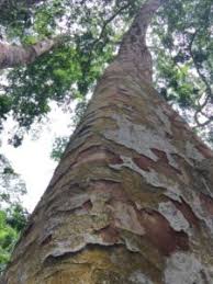 Image result for Pericopsis