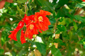 Pomegranate is high in dietary fiber, folic acid, vitamin c, and vitamin k. Pomegranate Tree Flowers Stock Photo Picture And Royalty Free Image Image 95212776