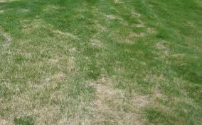 Water your lawn before aerating if the lawn is not already sufficiently wet. In Colorado Should You Fertilize Your Lawn In March Colorado Yard Care