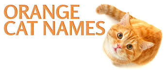 Find the name that fits your feline best with this list of more than 250 unique cat names that are anything but ordinary. 248 Orange Cat Names For All Ginger Felines