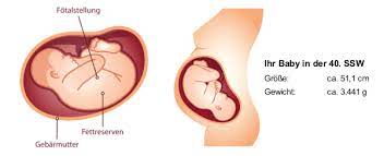 40 Ssw Schwangerschaftswoche Baby Gewicht Geburt In 40 Ssw