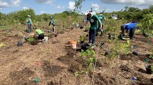 Community plants 4,000 trees to create microforest for environment
