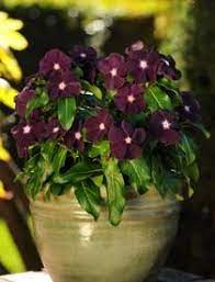 Pin By Gardening Buff On For The Garden Flower Seeds Flower Garden Design Periwinkle Flowers