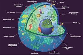 The finished product will resemble curved cylinders that don't quite touch.6 x research source. Nucleus The Almighty Cell