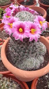 The purple martin breeds near where humans are. Mammillaria Sinaloensis Cactus Flower Cactus Plants Cactus House Plants