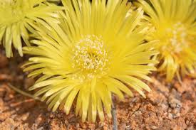 Image result for Fagaropsis