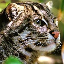 Tropical rainforests are rainforests in the tropical regions of the world. Types Of Animals Found In The Tropical Rainforest Types Of