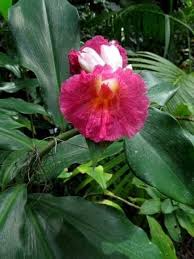 Image result for Costus phyllocephalus