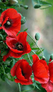 Pin On Polina Brights Flower Inspiration
