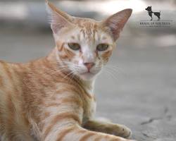 Image of street cat